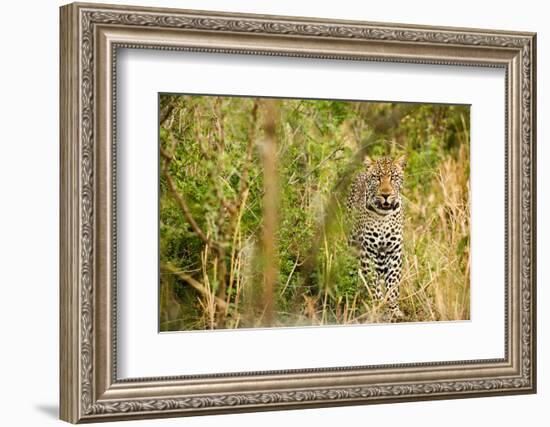 Leopard in Uganda's Murchison Falls National Park, Uganda, Africa-Tom Broadhurst-Framed Photographic Print