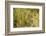 Leopard in Uganda's Murchison Falls National Park, Uganda, Africa-Tom Broadhurst-Framed Photographic Print