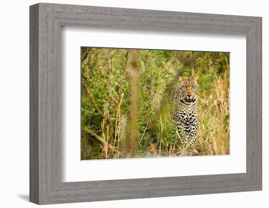 Leopard in Uganda's Murchison Falls National Park, Uganda, Africa-Tom Broadhurst-Framed Photographic Print