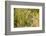 Leopard in Uganda's Murchison Falls National Park, Uganda, Africa-Tom Broadhurst-Framed Photographic Print