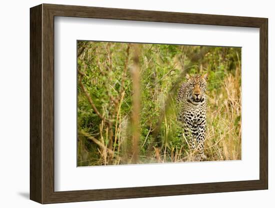 Leopard in Uganda's Murchison Falls National Park, Uganda, Africa-Tom Broadhurst-Framed Photographic Print