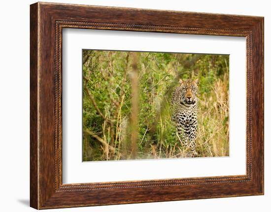 Leopard in Uganda's Murchison Falls National Park, Uganda, Africa-Tom Broadhurst-Framed Photographic Print