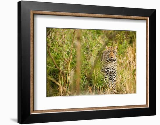 Leopard in Uganda's Murchison Falls National Park, Uganda, Africa-Tom Broadhurst-Framed Photographic Print