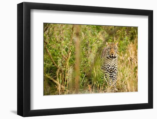 Leopard in Uganda's Murchison Falls National Park, Uganda, Africa-Tom Broadhurst-Framed Photographic Print