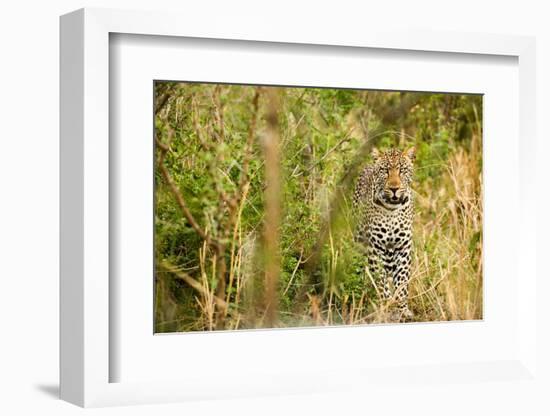 Leopard in Uganda's Murchison Falls National Park, Uganda, Africa-Tom Broadhurst-Framed Photographic Print