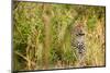 Leopard in Uganda's Murchison Falls National Park, Uganda, Africa-Tom Broadhurst-Mounted Photographic Print