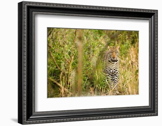 Leopard in Uganda's Murchison Falls National Park, Uganda, Africa-Tom Broadhurst-Framed Photographic Print