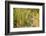 Leopard in Uganda's Murchison Falls National Park, Uganda, Africa-Tom Broadhurst-Framed Photographic Print