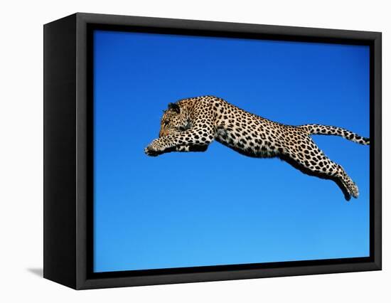 Leopard Jumping-null-Framed Premier Image Canvas