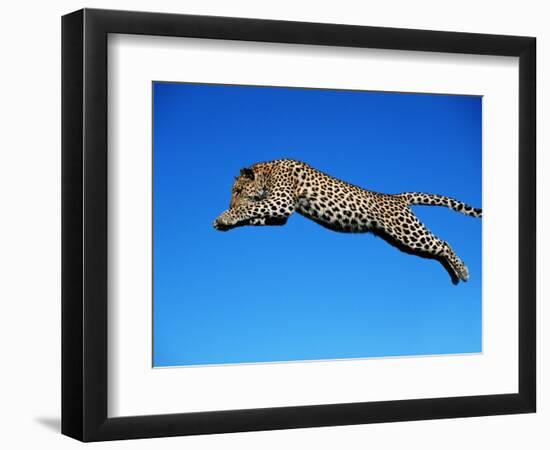 Leopard Jumping-null-Framed Photographic Print