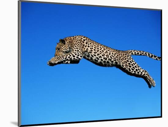 Leopard Jumping-null-Mounted Photographic Print