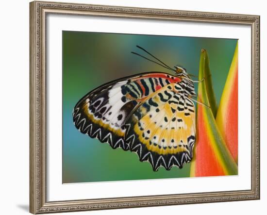 Leopard Lacewing Butterfly on Tropical Heliconia Flower-Darrell Gulin-Framed Photographic Print