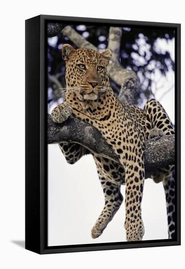 Leopard Lying in Tree-Paul Souders-Framed Premier Image Canvas