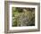 Leopard Lying in Tree-Joe McDonald-Framed Photographic Print