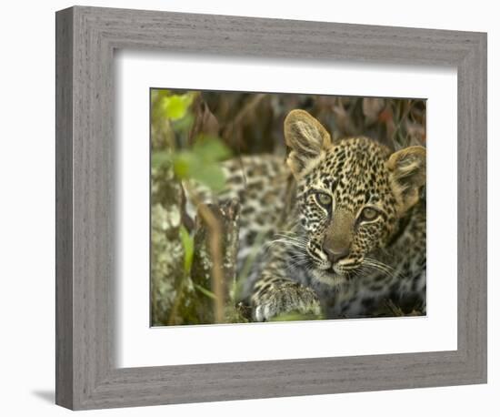 Leopard Lying in Tree-Joe McDonald-Framed Photographic Print