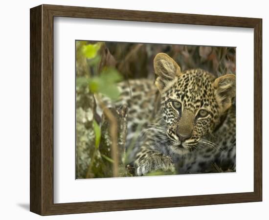 Leopard Lying in Tree-Joe McDonald-Framed Photographic Print