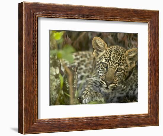 Leopard Lying in Tree-Joe McDonald-Framed Photographic Print