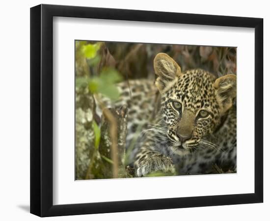 Leopard Lying in Tree-Joe McDonald-Framed Photographic Print