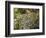 Leopard Lying in Tree-Joe McDonald-Framed Photographic Print