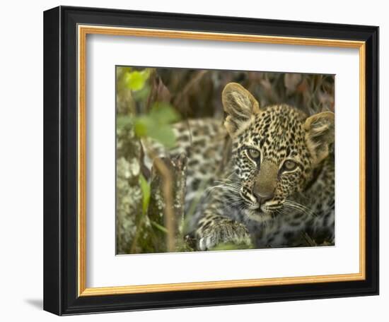 Leopard Lying in Tree-Joe McDonald-Framed Photographic Print