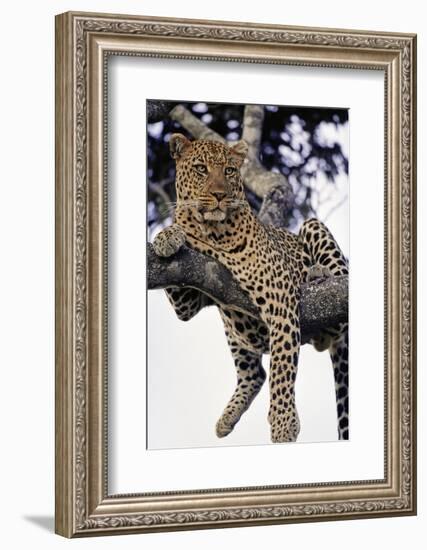 Leopard Lying in Tree-Paul Souders-Framed Photographic Print