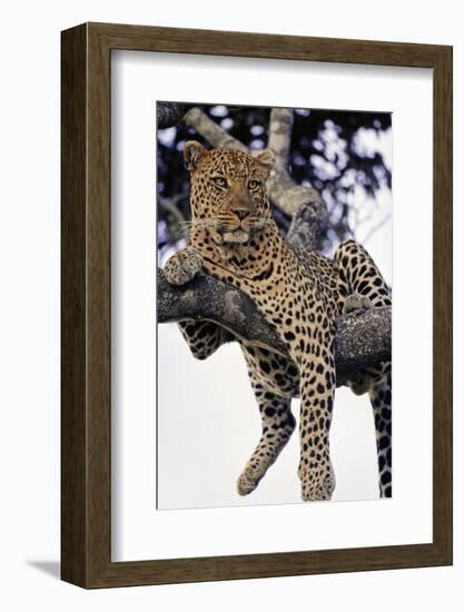 Leopard Lying in Tree-Paul Souders-Framed Photographic Print