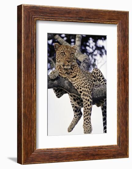 Leopard Lying in Tree-Paul Souders-Framed Photographic Print