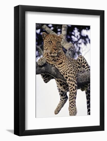 Leopard Lying in Tree-Paul Souders-Framed Photographic Print