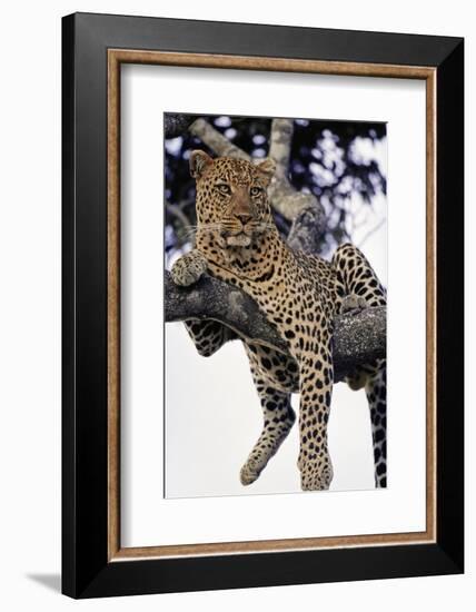 Leopard Lying in Tree-Paul Souders-Framed Photographic Print