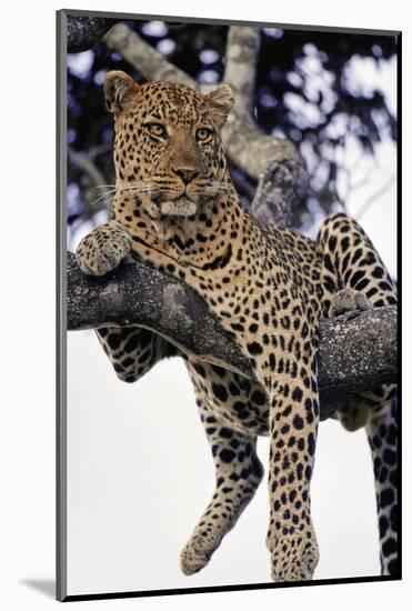 Leopard Lying in Tree-Paul Souders-Mounted Photographic Print