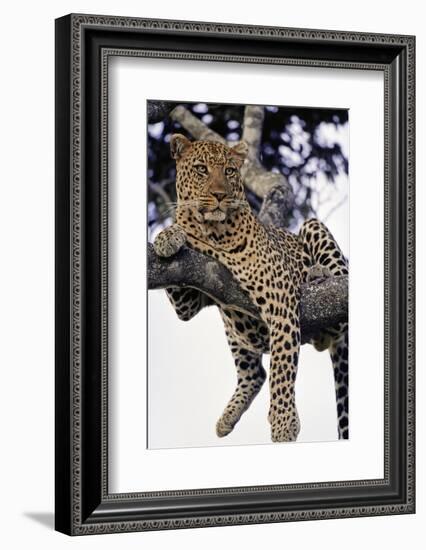 Leopard Lying in Tree-Paul Souders-Framed Photographic Print