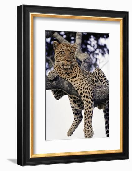 Leopard Lying in Tree-Paul Souders-Framed Photographic Print