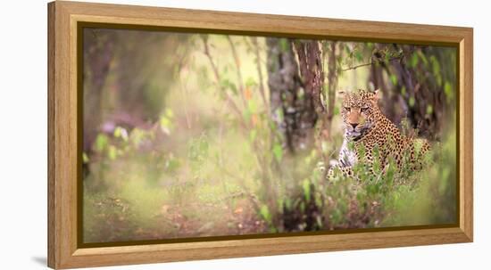 Leopard, Masai Mara, Kenya, East Africa, Africa-Karen Deakin-Framed Premier Image Canvas