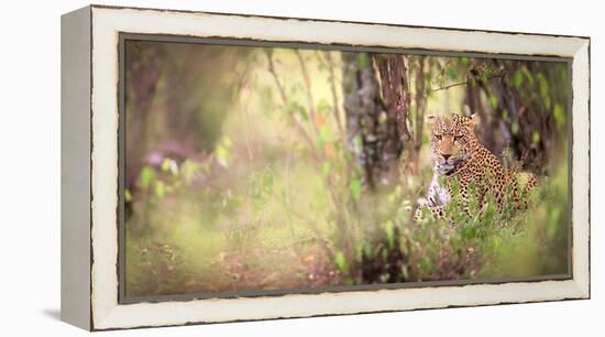 Leopard, Masai Mara, Kenya, East Africa, Africa-Karen Deakin-Framed Premier Image Canvas