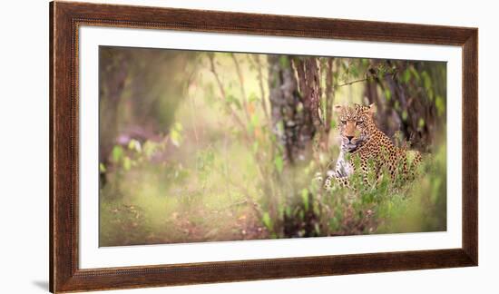 Leopard, Masai Mara, Kenya, East Africa, Africa-Karen Deakin-Framed Photographic Print