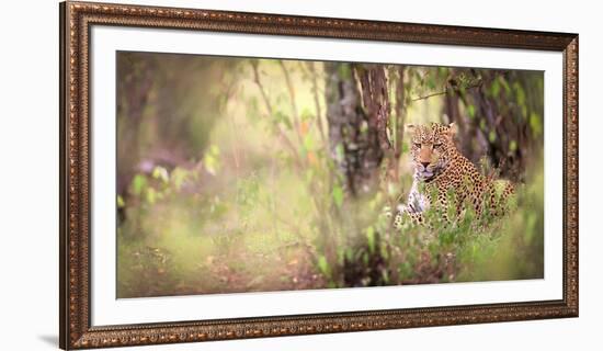 Leopard, Masai Mara, Kenya, East Africa, Africa-Karen Deakin-Framed Photographic Print