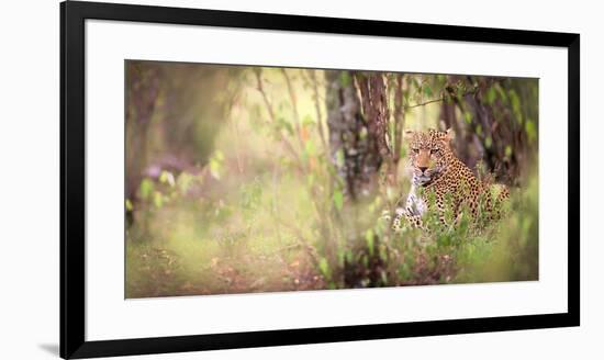 Leopard, Masai Mara, Kenya, East Africa, Africa-Karen Deakin-Framed Photographic Print