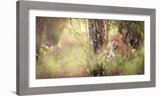 Leopard, Masai Mara, Kenya, East Africa, Africa-Karen Deakin-Framed Photographic Print