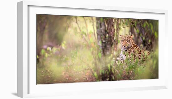 Leopard, Masai Mara, Kenya, East Africa, Africa-Karen Deakin-Framed Photographic Print