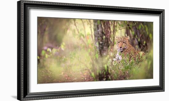 Leopard, Masai Mara, Kenya, East Africa, Africa-Karen Deakin-Framed Photographic Print