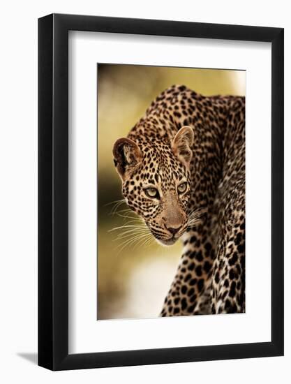 Leopard, Masai Mara National Park, Kenya-Uri Golman-Framed Photographic Print