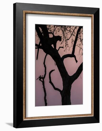 Leopard, Mashatu Reserve, Botswana-Art Wolfe-Framed Photographic Print