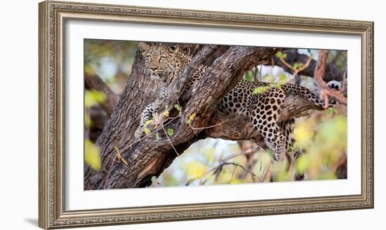 Leopard, Okavango Delta, Botswana, Africa-Karen Deakin-Framed Photographic Print