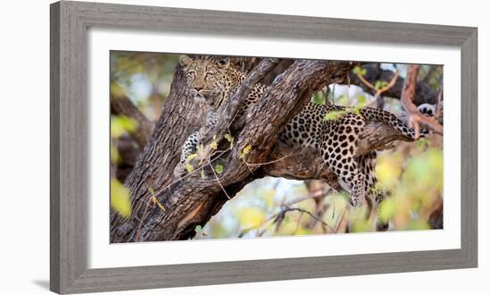 Leopard, Okavango Delta, Botswana, Africa-Karen Deakin-Framed Photographic Print