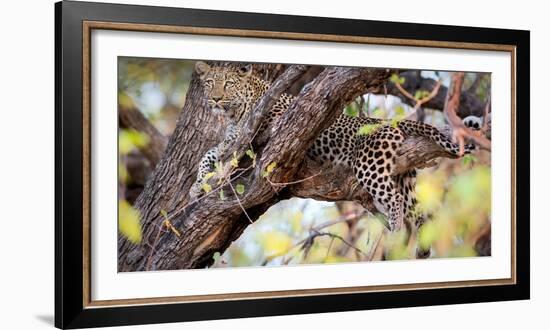 Leopard, Okavango Delta, Botswana, Africa-Karen Deakin-Framed Photographic Print