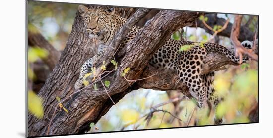 Leopard, Okavango Delta, Botswana, Africa-Karen Deakin-Mounted Photographic Print