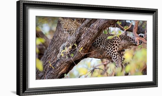 Leopard, Okavango Delta, Botswana, Africa-Karen Deakin-Framed Photographic Print