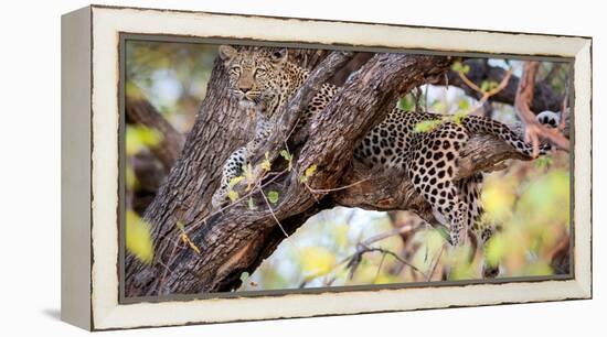 Leopard, Okavango Delta, Botswana, Africa-Karen Deakin-Framed Premier Image Canvas