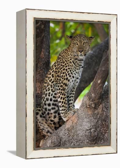 Leopard, Okavango Delta, Botswana-Art Wolfe-Framed Premier Image Canvas