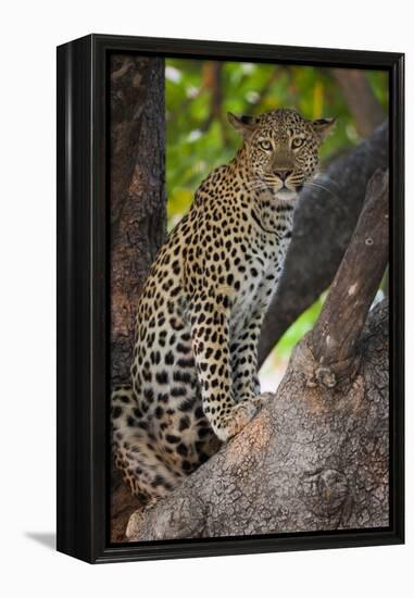 Leopard, Okavango Delta, Botswana-Art Wolfe-Framed Premier Image Canvas